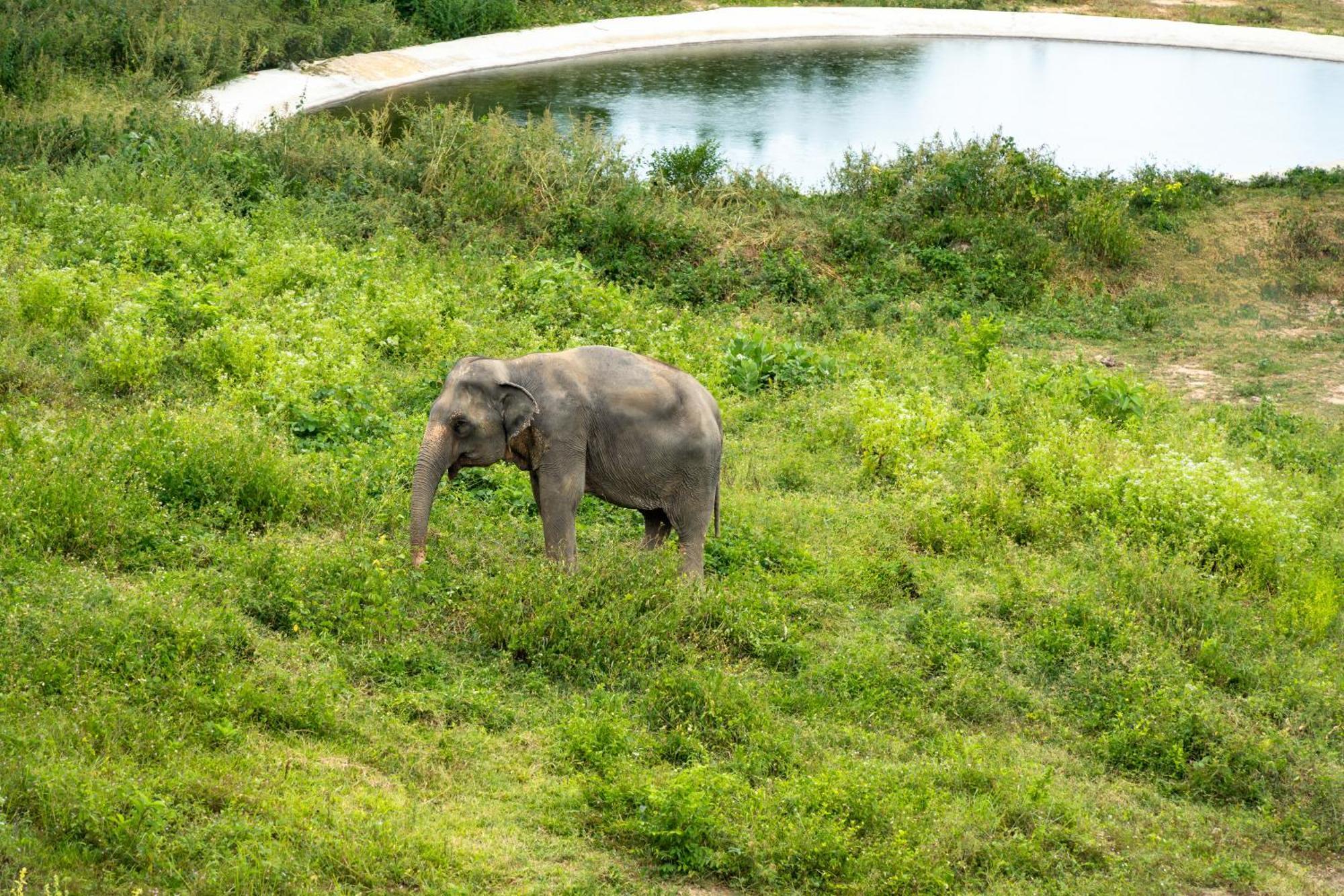 Wild Cottages Elephant Sanctuary Resort Amphoe Koksamui Exterior foto